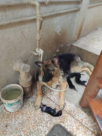 alsatian female dog for sale