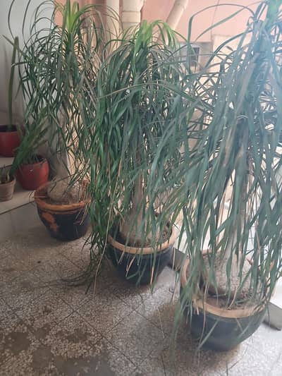 plants with pots