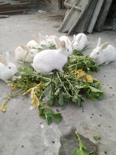 8 rabbits barydar for sail