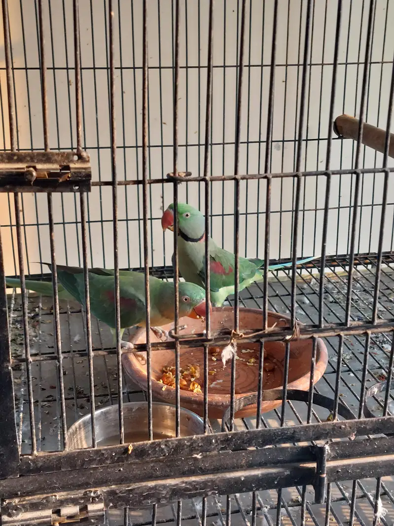 breeder pair raw parrot