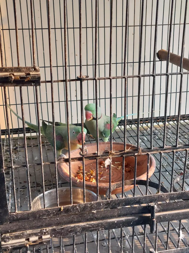 breeder pair raw parrot — photo 2