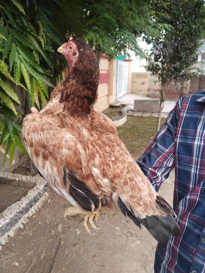 pure miawali breed ki Madi