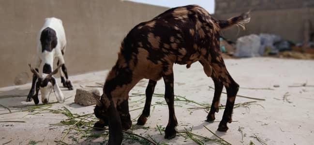 urgent sale 2 male bakre