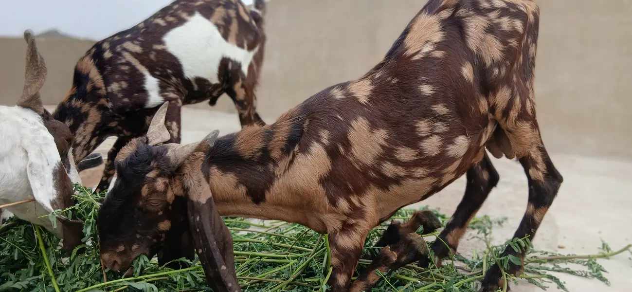 urgent sale 2 male bakre — photo 2