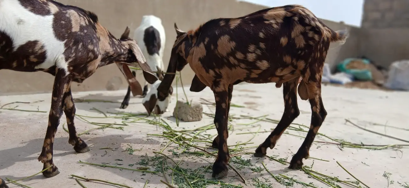 urgent sale 2 male bakre — photo 3