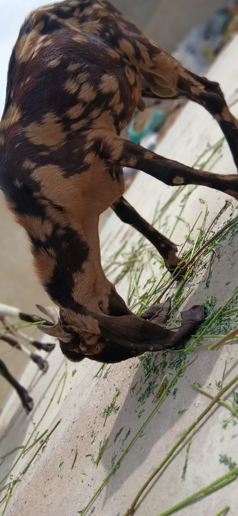 urgent sale 2 male bakre — photo 4