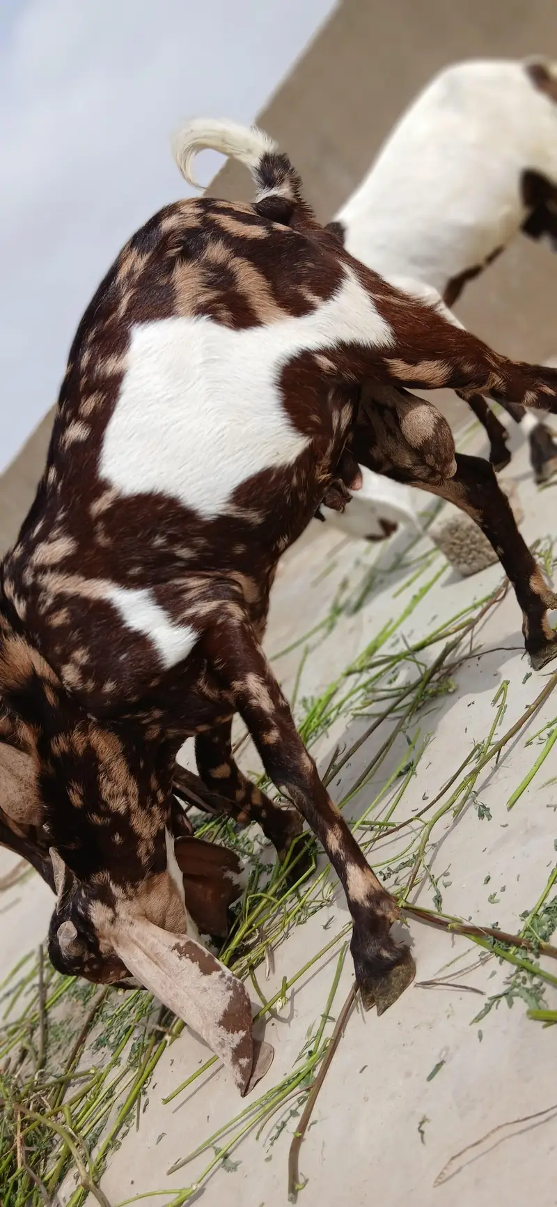 urgent sale 2 male bakre — photo 5