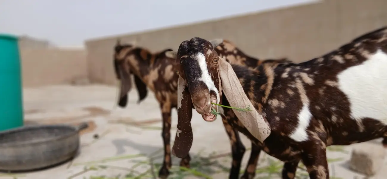 urgent sale 2 male bakre — photo 7
