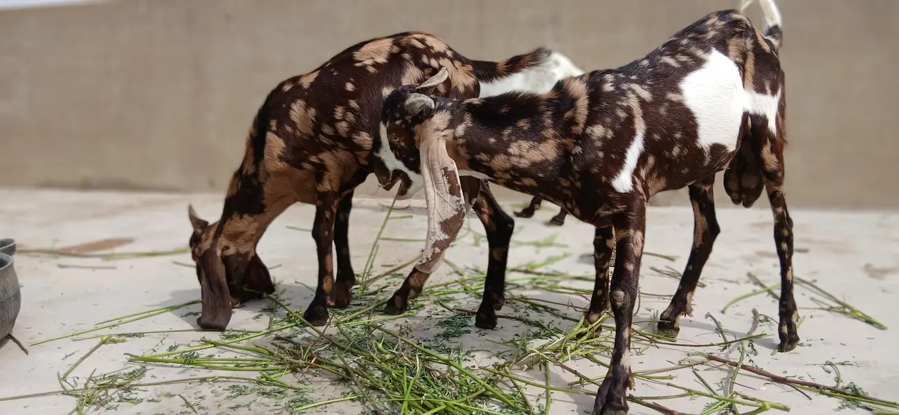 urgent sale 2 male bakre — photo 9