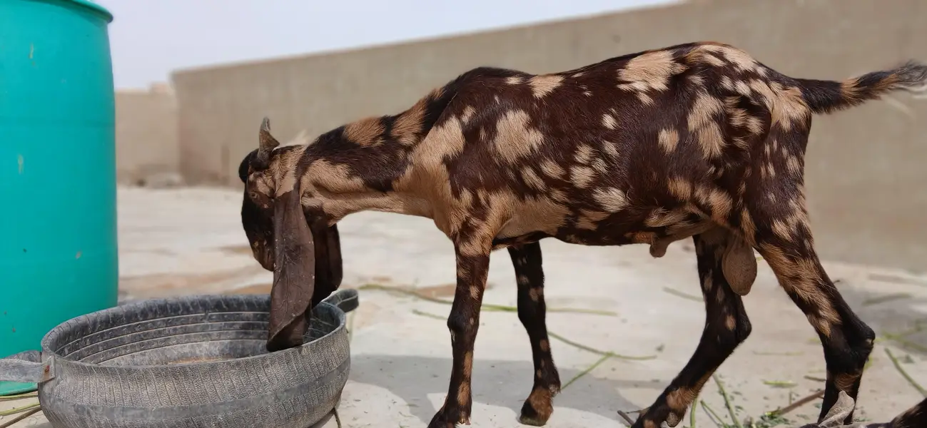 urgent sale 2 male bakre — photo 10