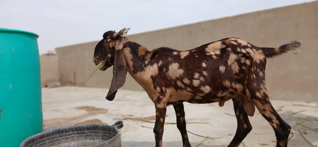 urgent sale 2 male bakre — photo 11