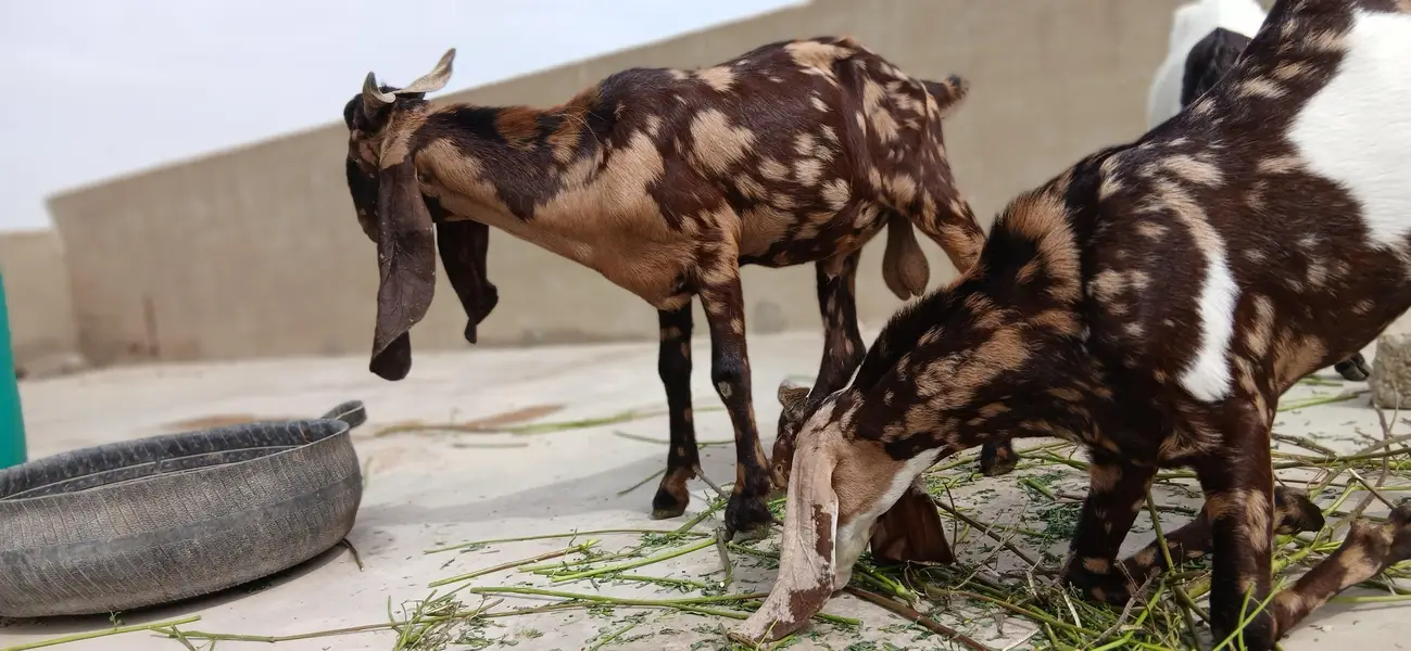 urgent sale 2 male bakre — photo 12