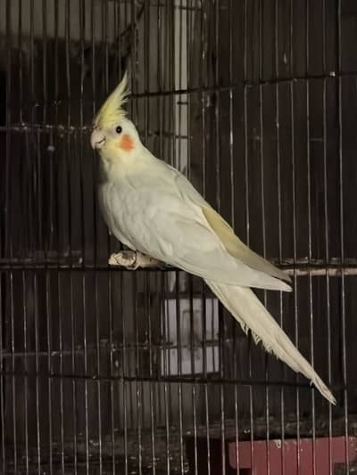 Cockatiel