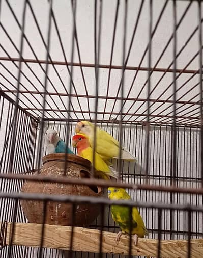 Birds for sale