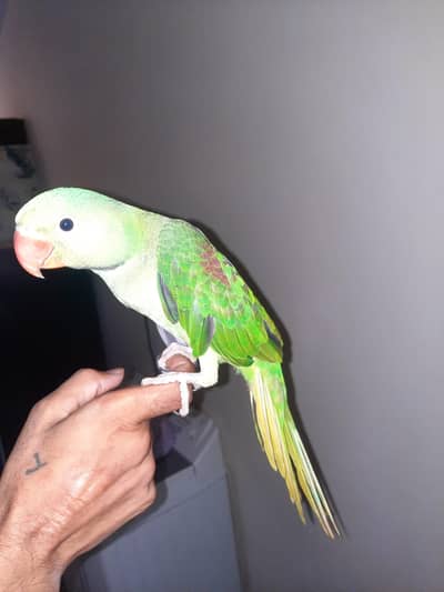 Raw parrot