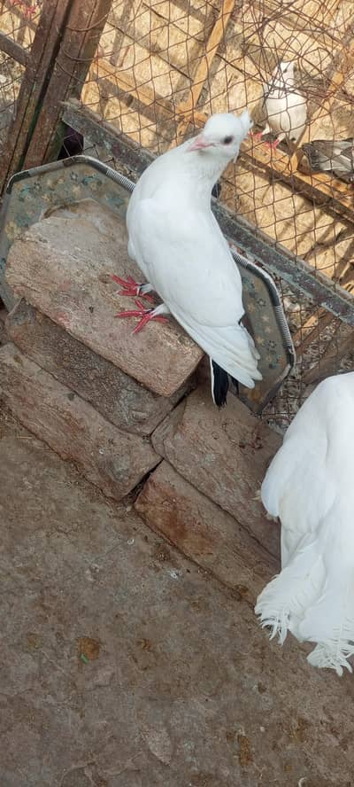pigeon