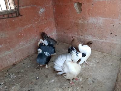 good quality laka breader pigeons