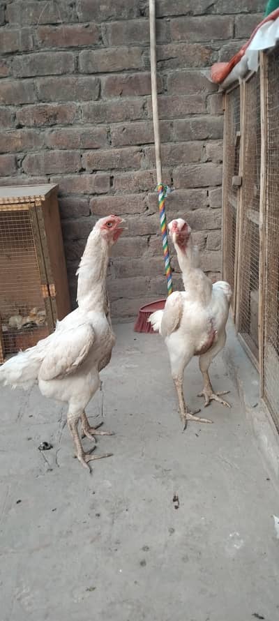 King white Shamo females