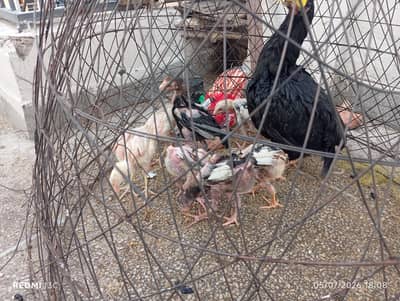 Aseel chicks and hens