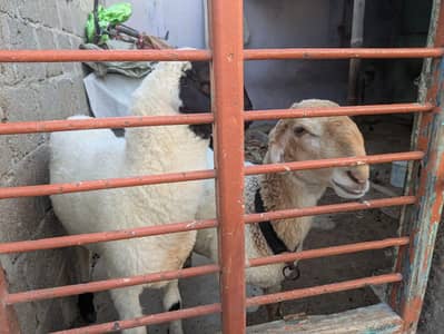 Two Sheep's available for Sell