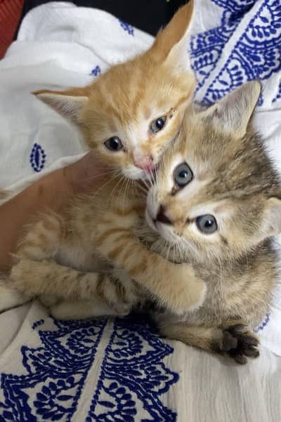 two cats