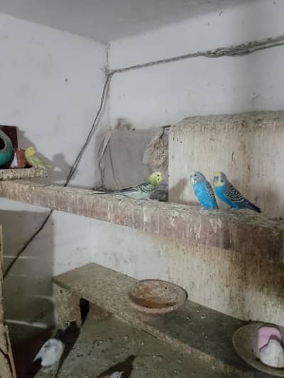 Australia parrot selling Kay lihay