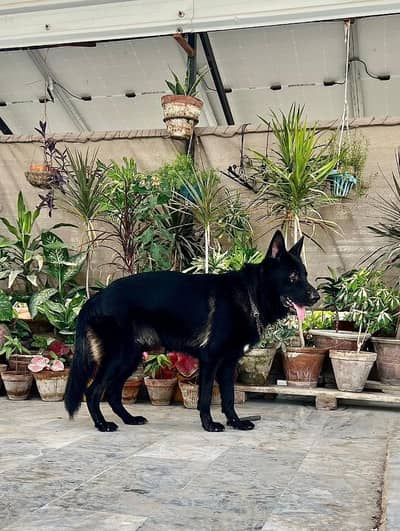 rare Black German shepherd for mating