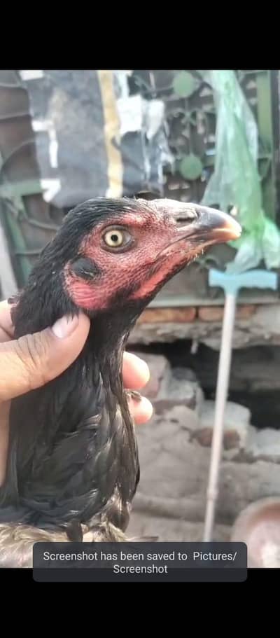 Thai and Pakistani lasani crass chicks available