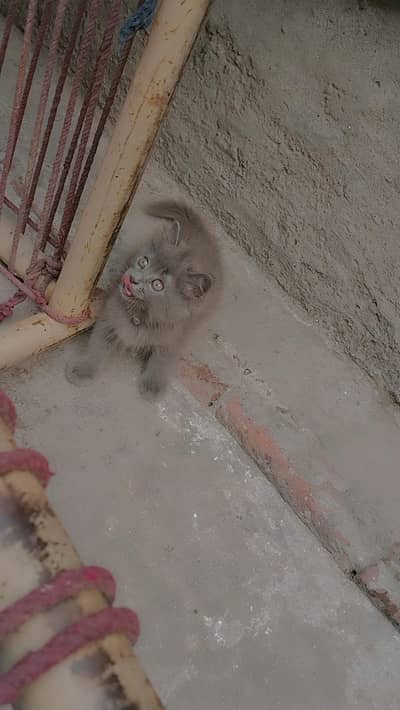 pershion cat