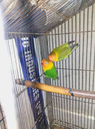 Raw parrot