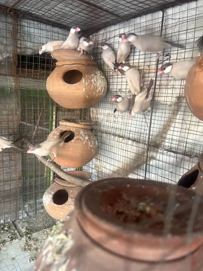 Jawa for sale ( Full breeder)
