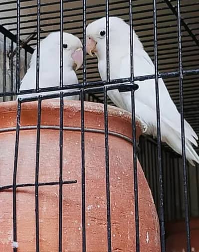 love birds