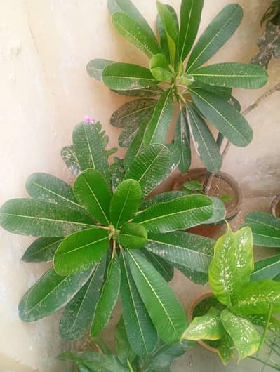 Premium Indoor & Outdoor Live Plants | Money Plant | Cordyline |