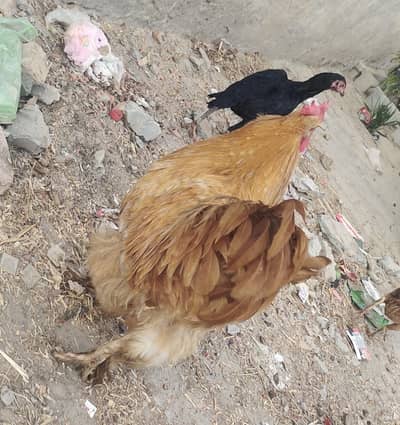 Golden PAF Murga for Sale | Full Feather | Healthy & Active