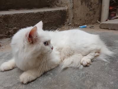white persion cat with red eyes