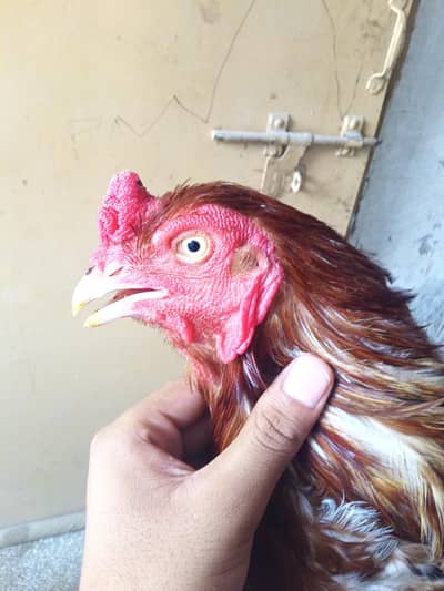 healthy and active aseel male . he is really strong and good quality