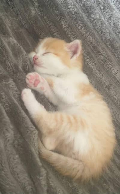persian kitten