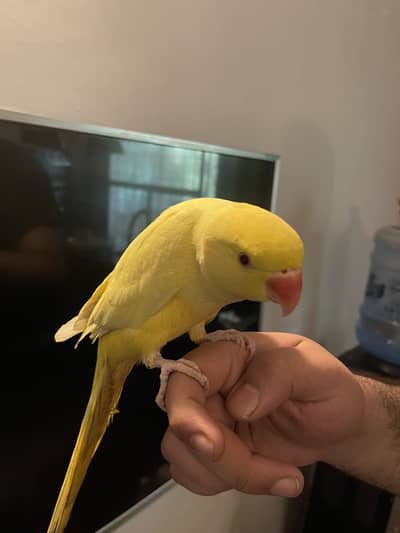 Yellow and blue ringneck pair tamed