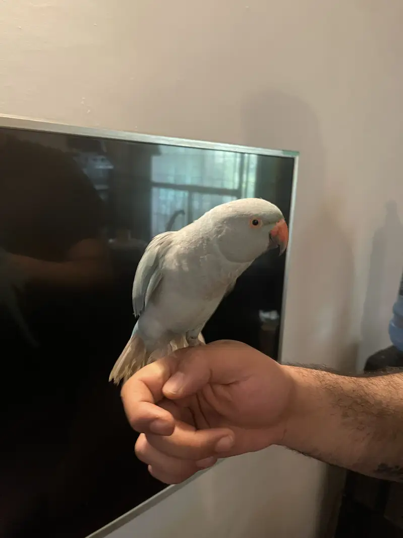 Yellow and blue ringneck pair tamed — photo 2