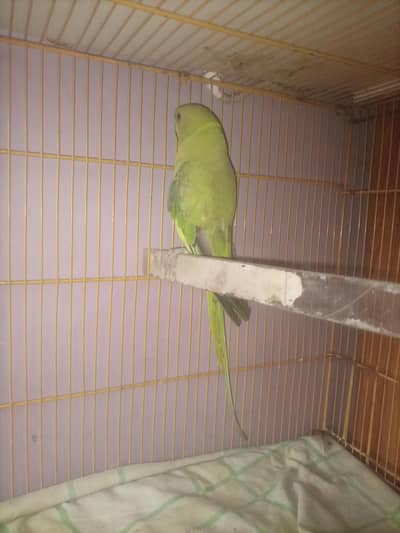 raw parrot
