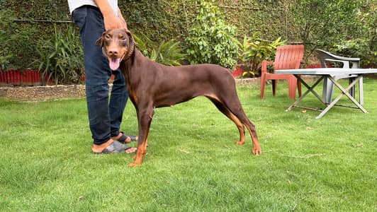 Doberman