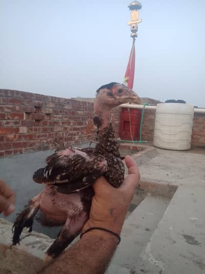 Buhat hi alla mayar k chiks dastyab hia