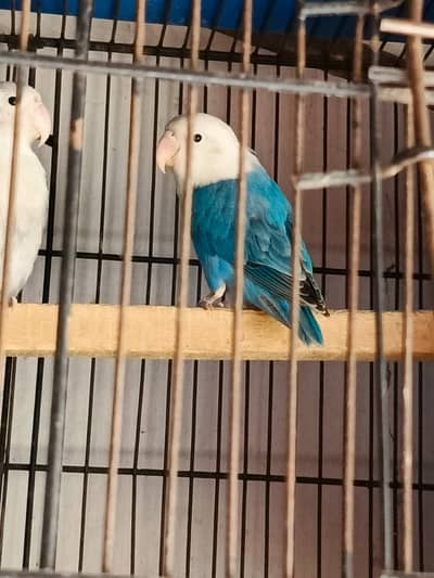 Lovebirds breeder pair with cage + 1 single male