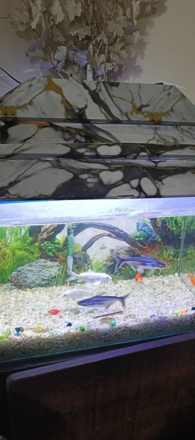 Fish With Aquarium For Sale