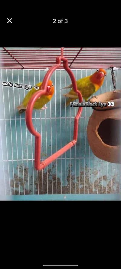 love birds green palefallow/tota/mithu/birds/parinda/