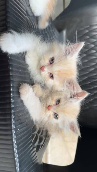 kittens male