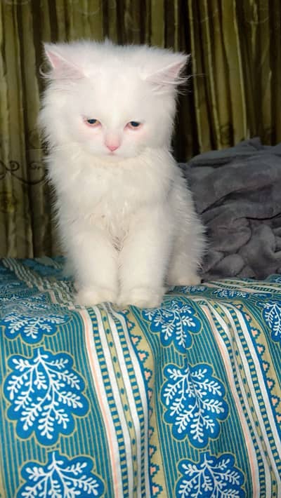 3 kort
