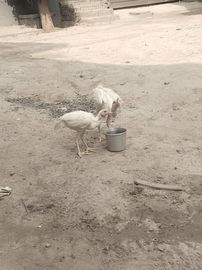 shamo Aseel for sale