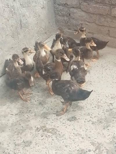 ducks baby for sale