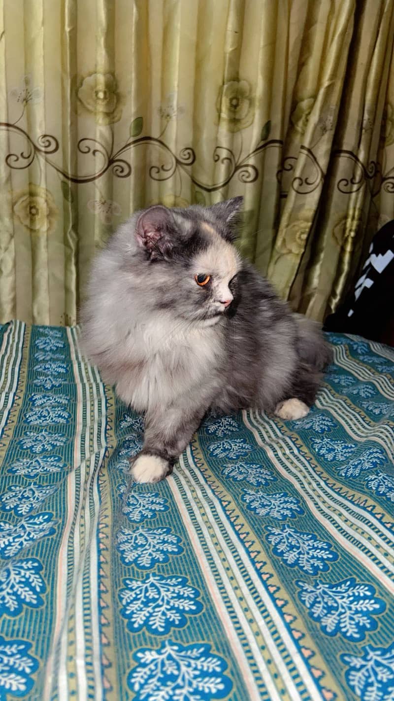 3 kort 4